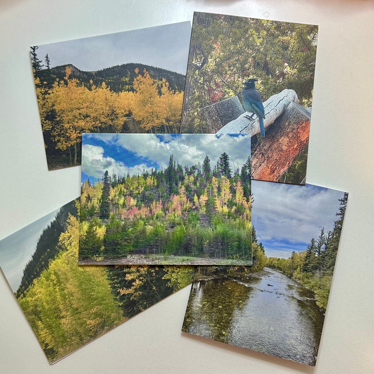 Colors of Colorado Original Nature Photography Greeting Card Boxed Set of 5 with White Envelopes