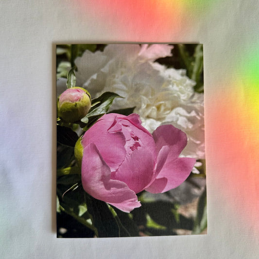 Precious Pink Peonies Original Nature Photography Greeting Cards Set of Two with White Envelopes