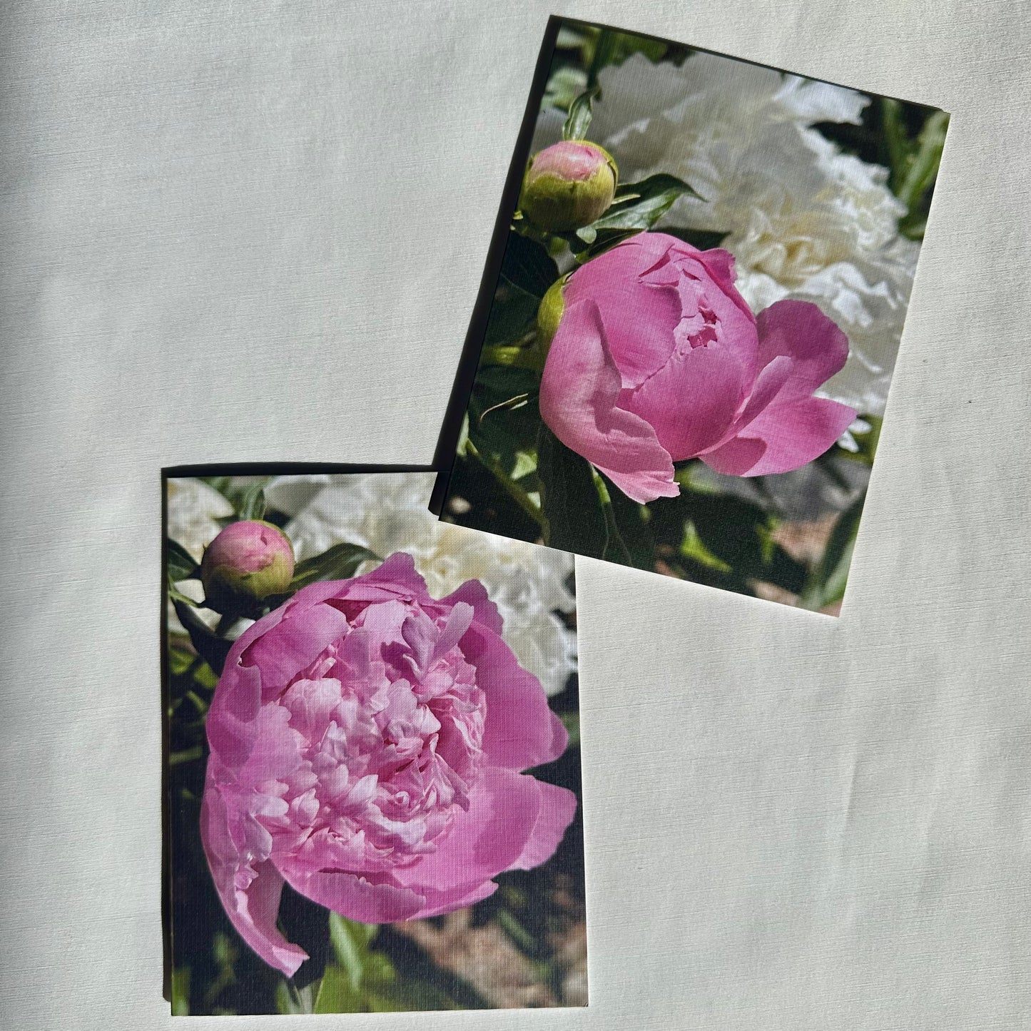 Precious Pink Peonies Original Nature Photography Greeting Cards Set of Two with White Envelopes