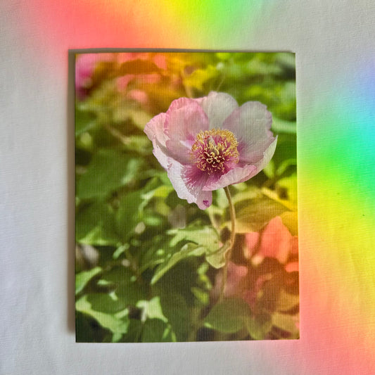 Gentle Wishes Original Nature Photography Set of Two Greeting Cards with White Envelopes