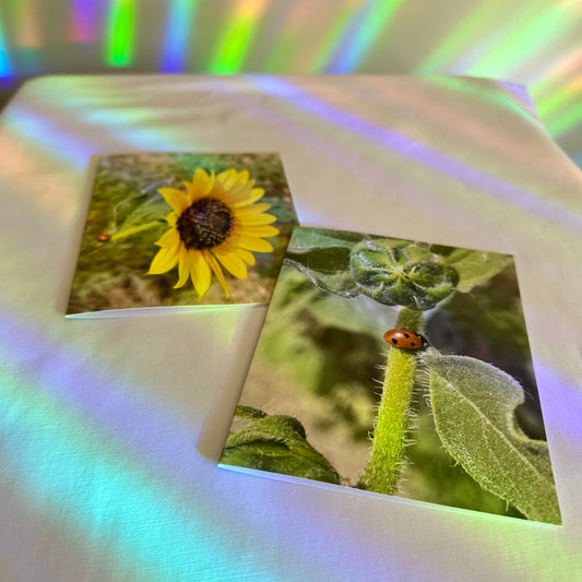 Ladybug On Sunflower Stem Greeting Card With White Envelope