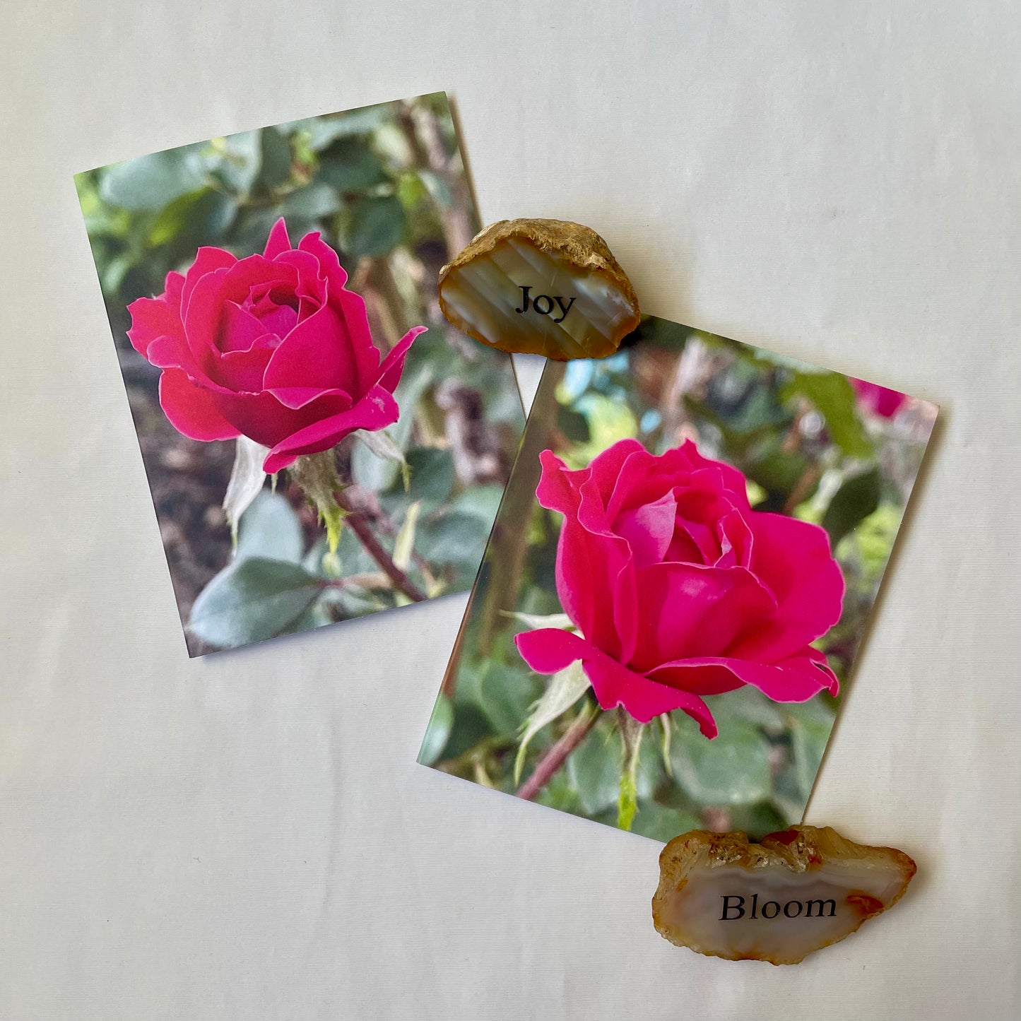 Mini Roses - Original Photography Greeting Card (s) with Kraft Envelope(s)