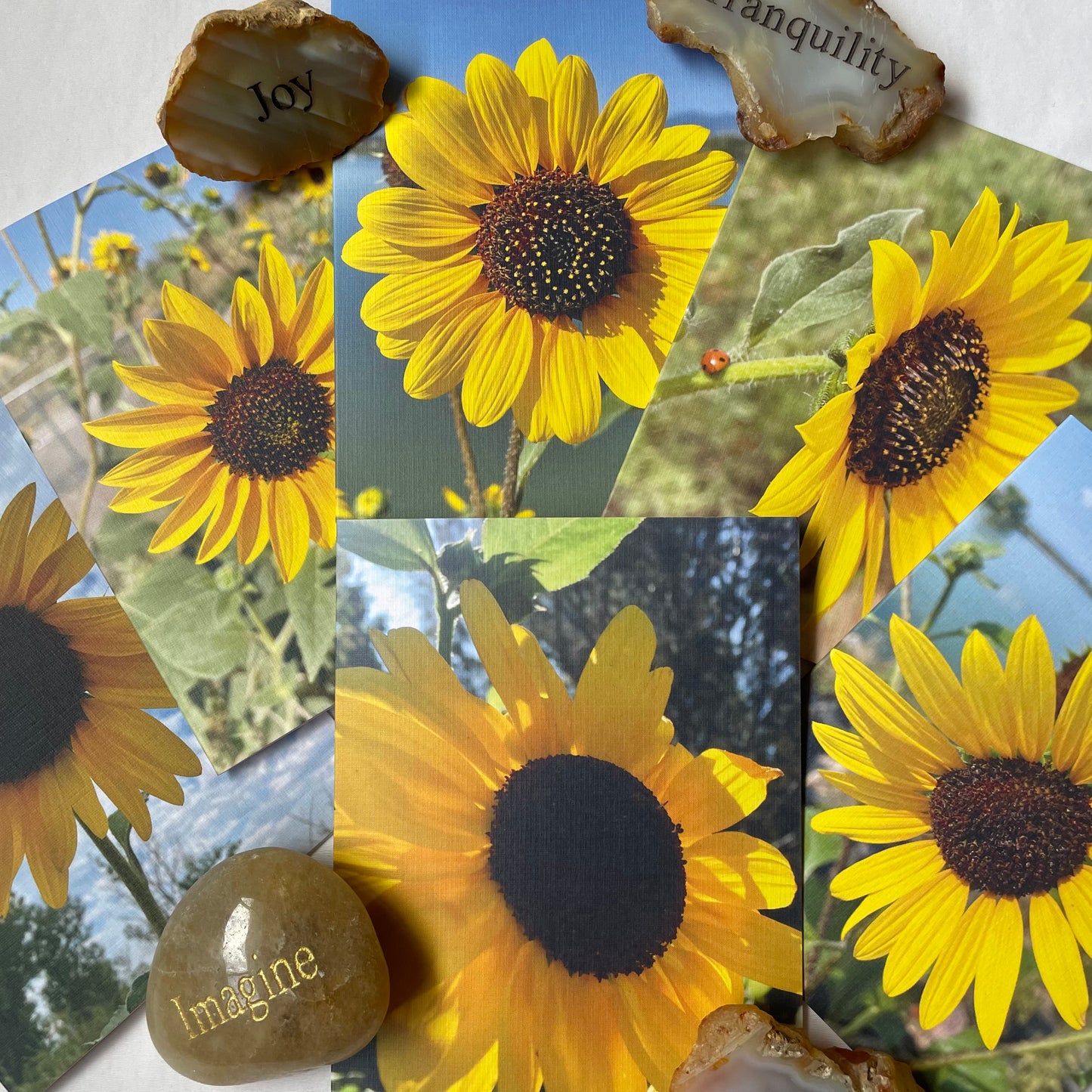 Sunflowers Set of 6 Greeting Cards With Kraft or White Envelopes