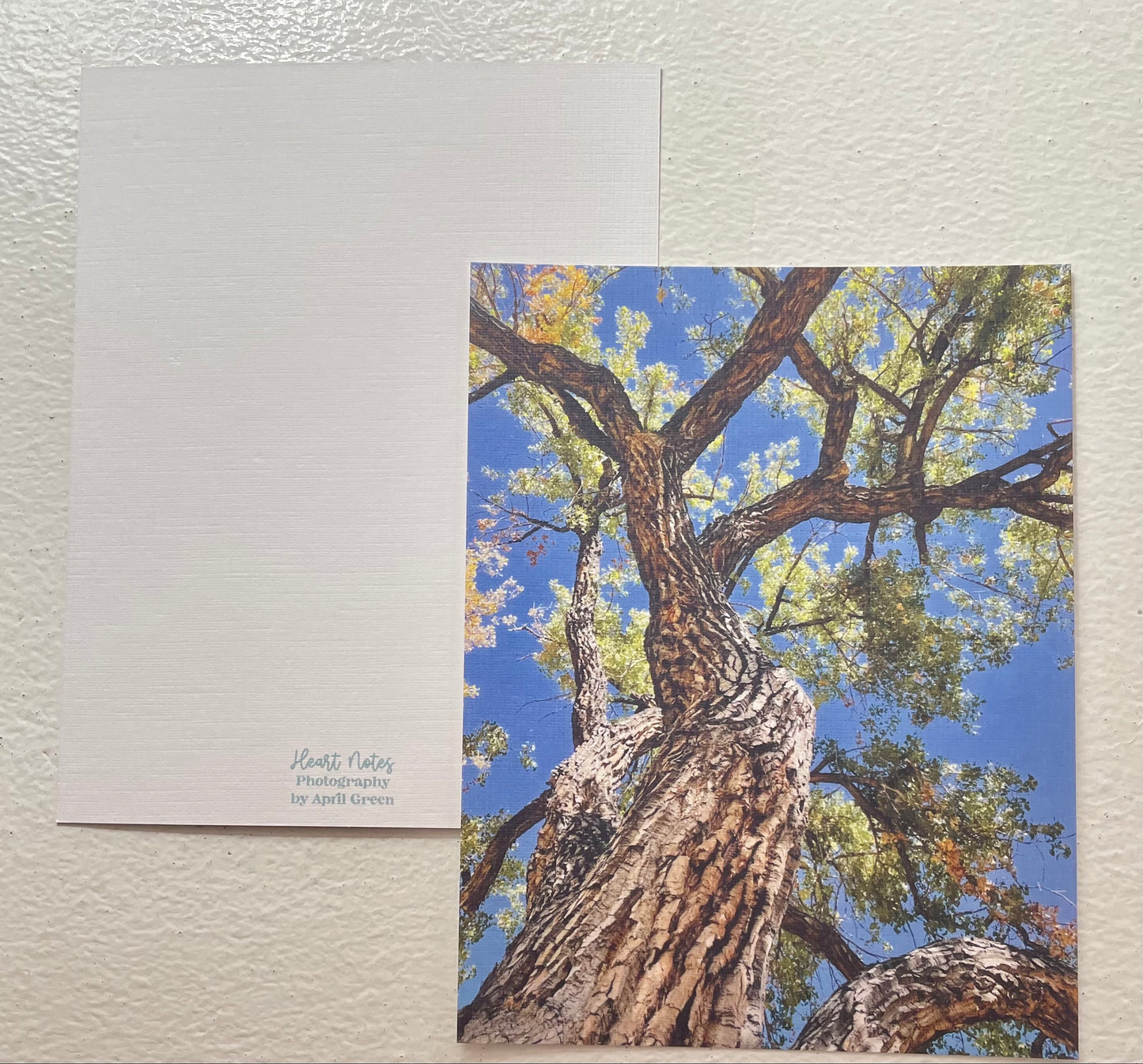 Colorado Nature Set of 3 Original Photography Prints