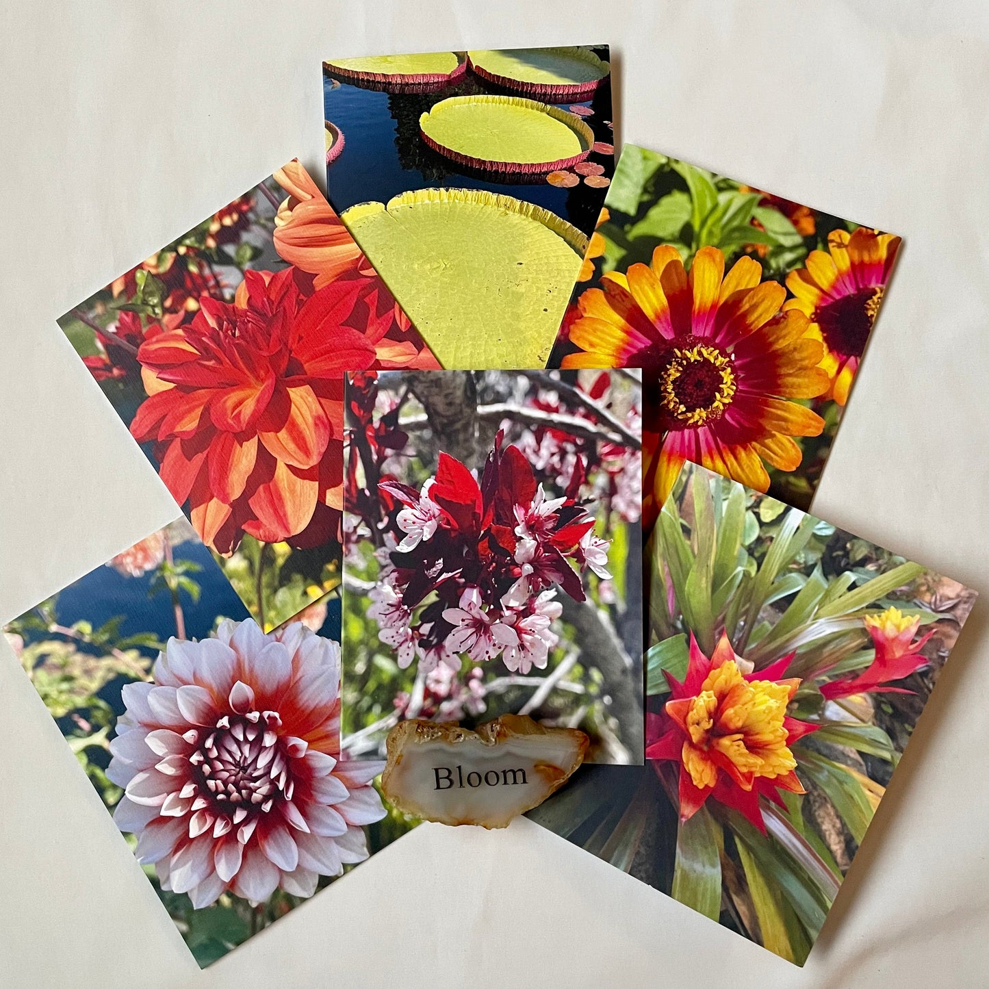 Spring Fling Collection - Assorted Flowers Original Nature Photography Greeting Card Boxed Set of 6 with Kraft or White Envelopes