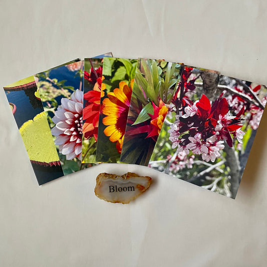 Spring Fling Collection - Assorted Flowers Original Nature Photography Greeting Card Boxed Set of 6 with Kraft or White Envelopes