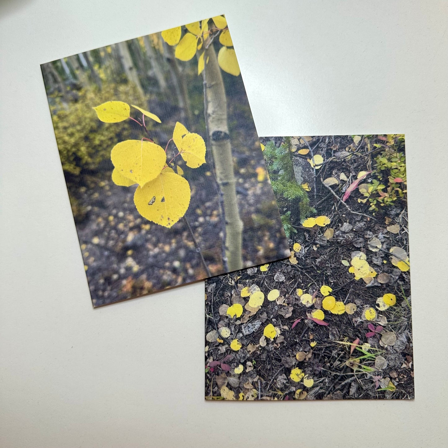 Aspen Leaves in the Forest Original Nature Photography Set of Two Greeting Cards with White Envelopes