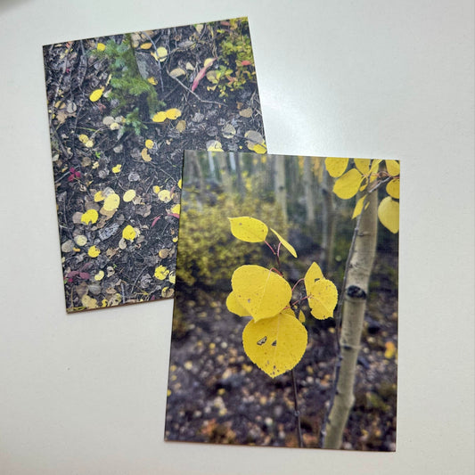 Aspen Leaves in the Forest Original Nature Photography Set of Two Greeting Cards with White Envelopes