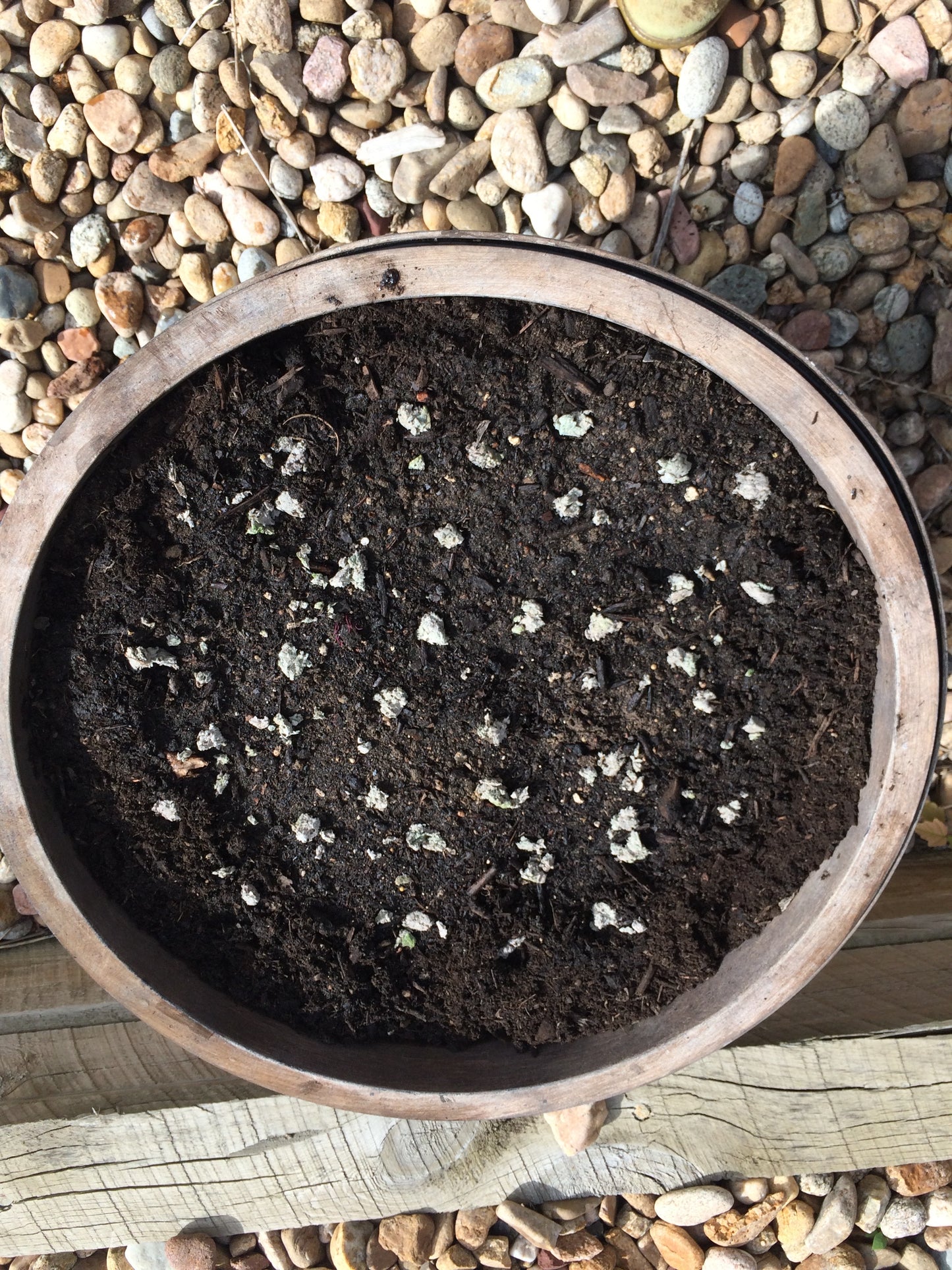 Seedlings in a pot with soil on a pebble-covered ground