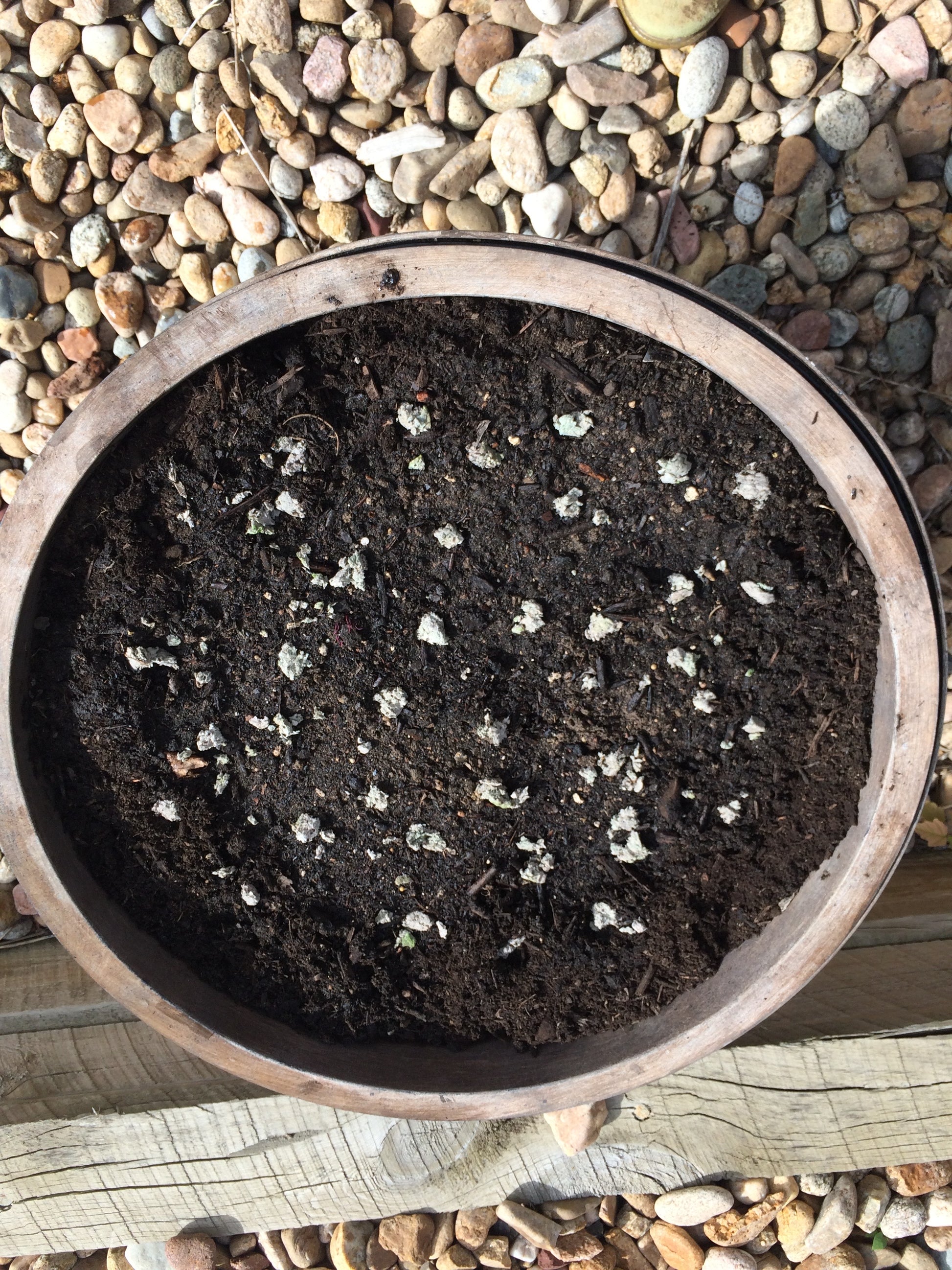 Seedlings in a pot with soil on a pebble-covered ground