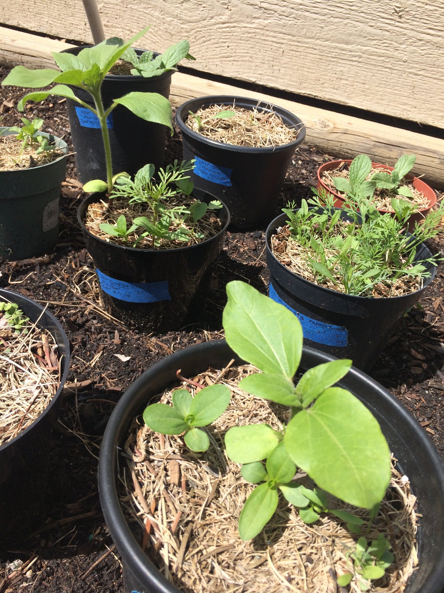 Small potted plants in black pots on a wooden surface