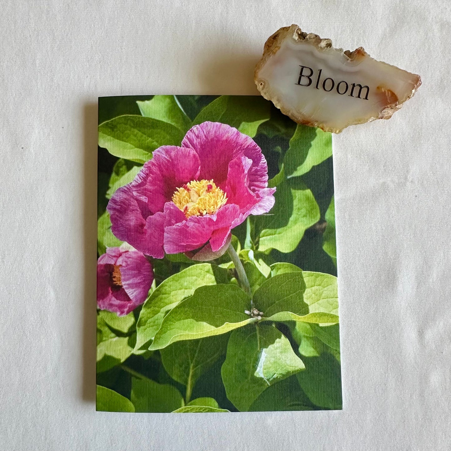 Spring Blossoms Original Nature Photography Greeting Cards with White Envelopes