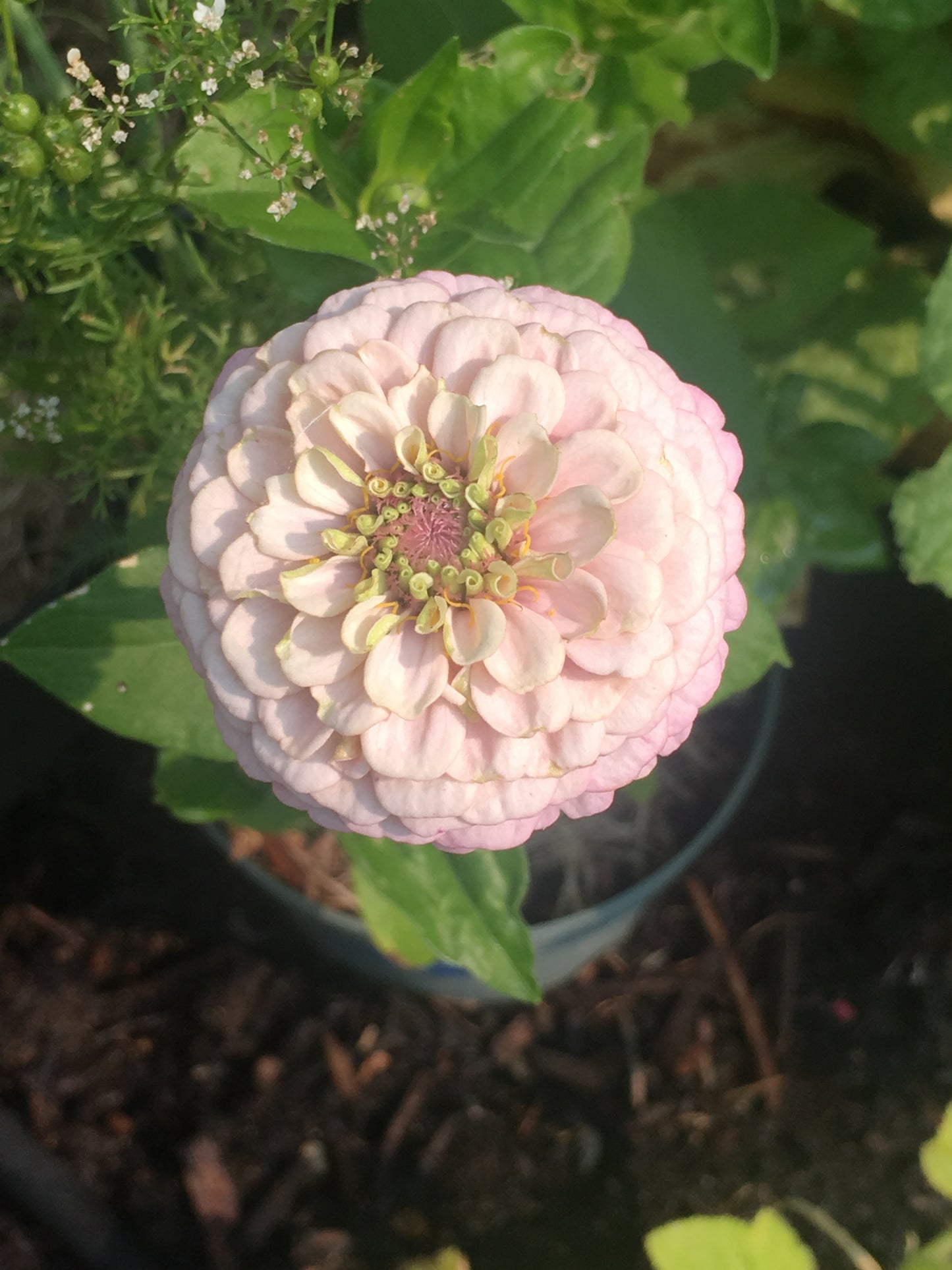 Pink flower with green leaves in a garden setting