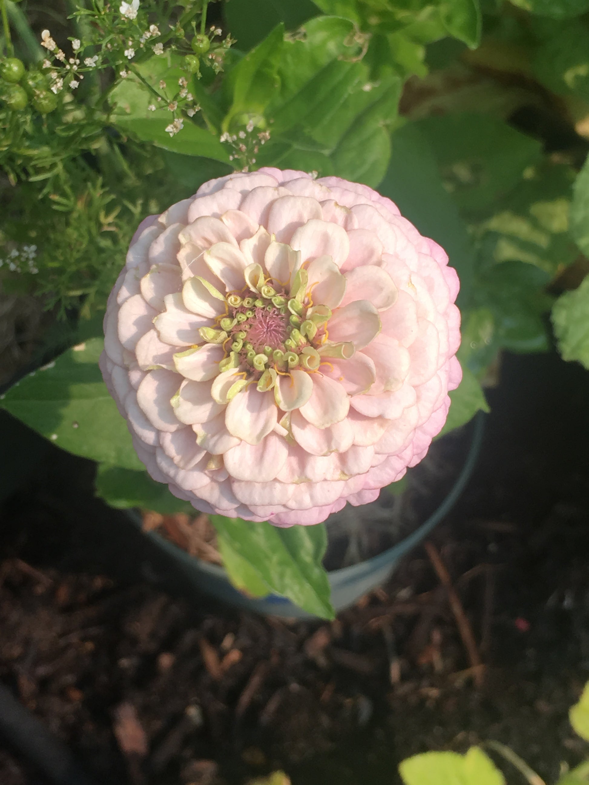 Pink flower with green leaves in a garden setting
