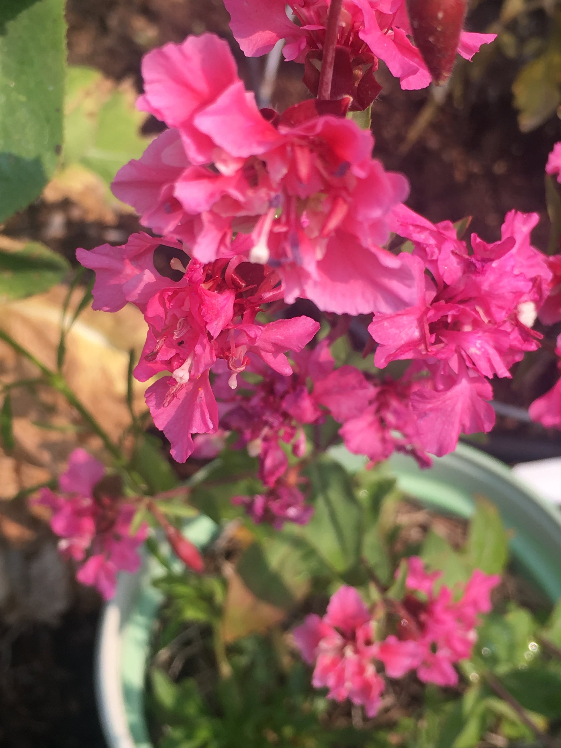 Close-up of pink flowers with green leaves in the background