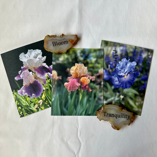 Irises Original Nature Photography Greeting Card Set of 3 with Kraft Envelopes