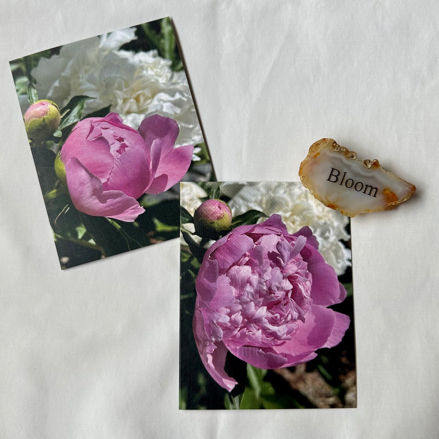 Precious Pink Peonies Original Nature Photography Greeting Card Boxed Set of 2 with Kraft Envelopes