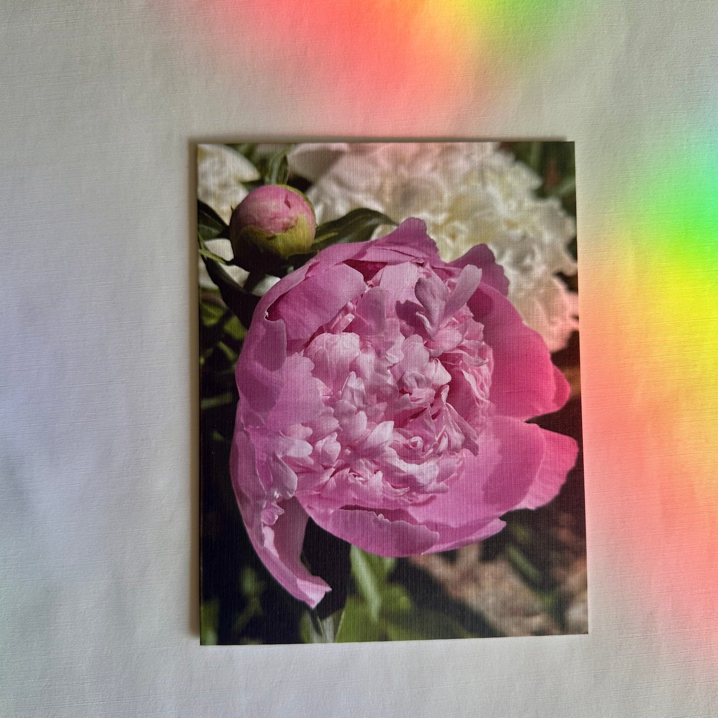 Precious Pink Peonies Original Nature Photography Greeting Cards Set of Two with White Envelopes