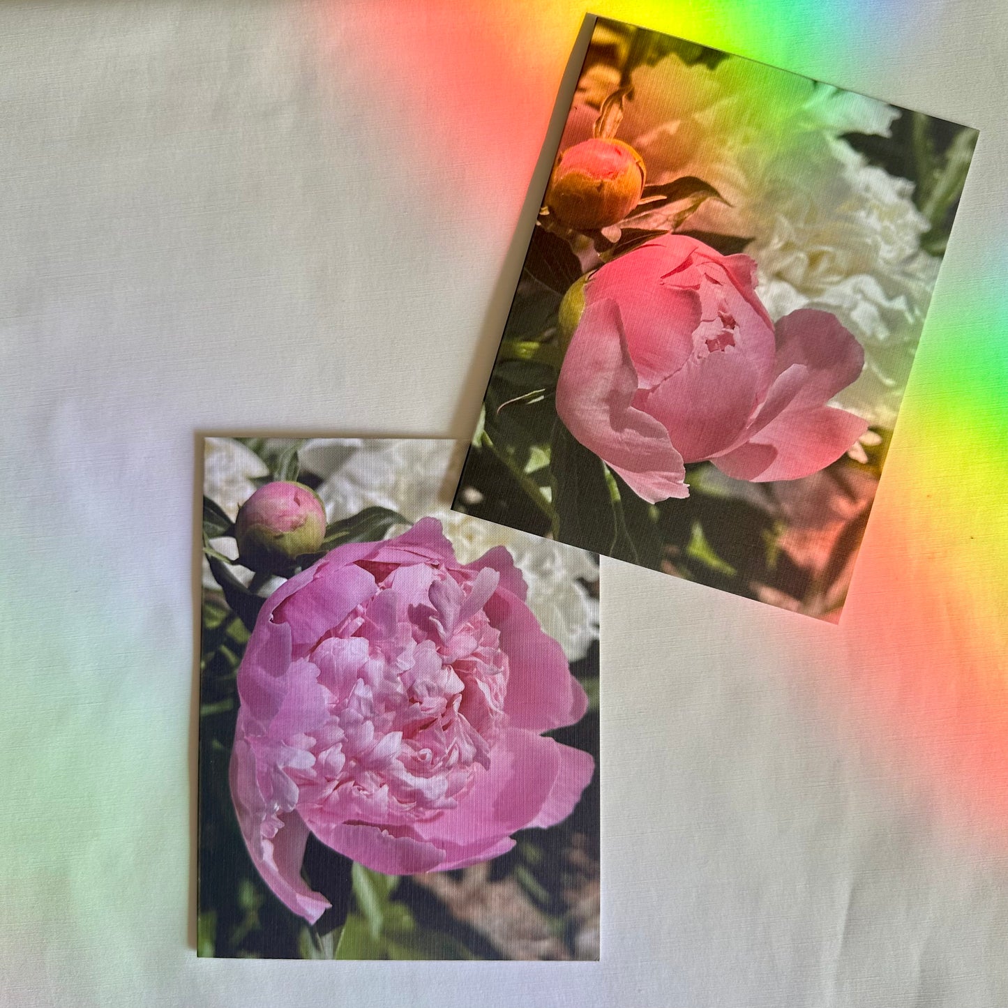 Precious Pink Peonies Original Nature Photography Greeting Cards Set of Two with White Envelopes
