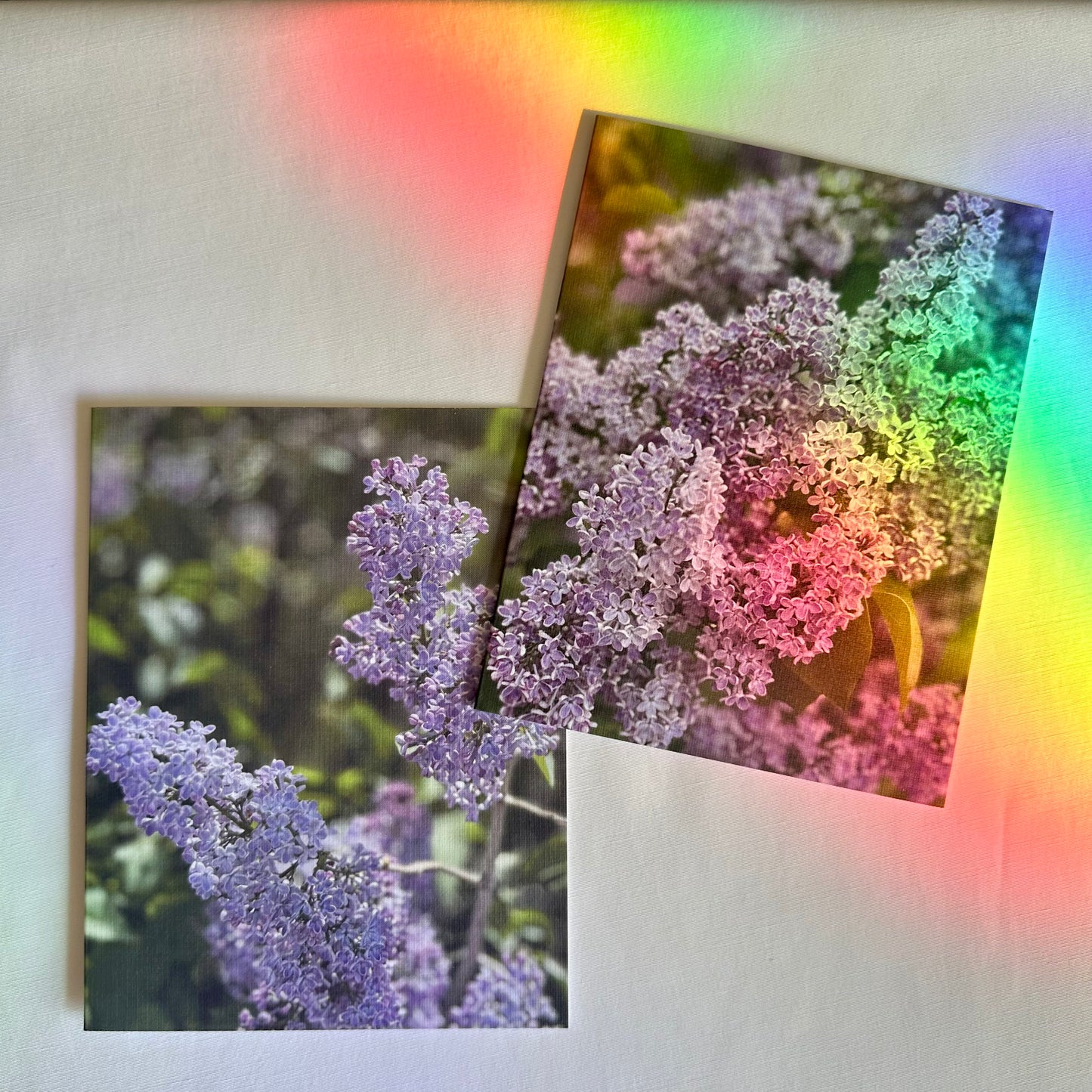 Luscious Lilacs Original Nature Photography Greeting Card Set of Two with White Envelopes