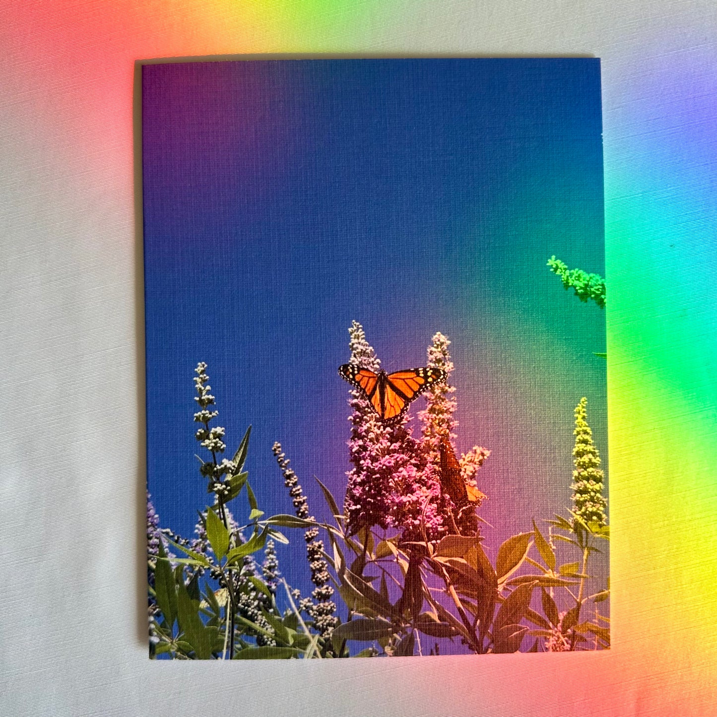 Butterfly Delight Set of Two Original Photography Greeting Cards with White Envelopes