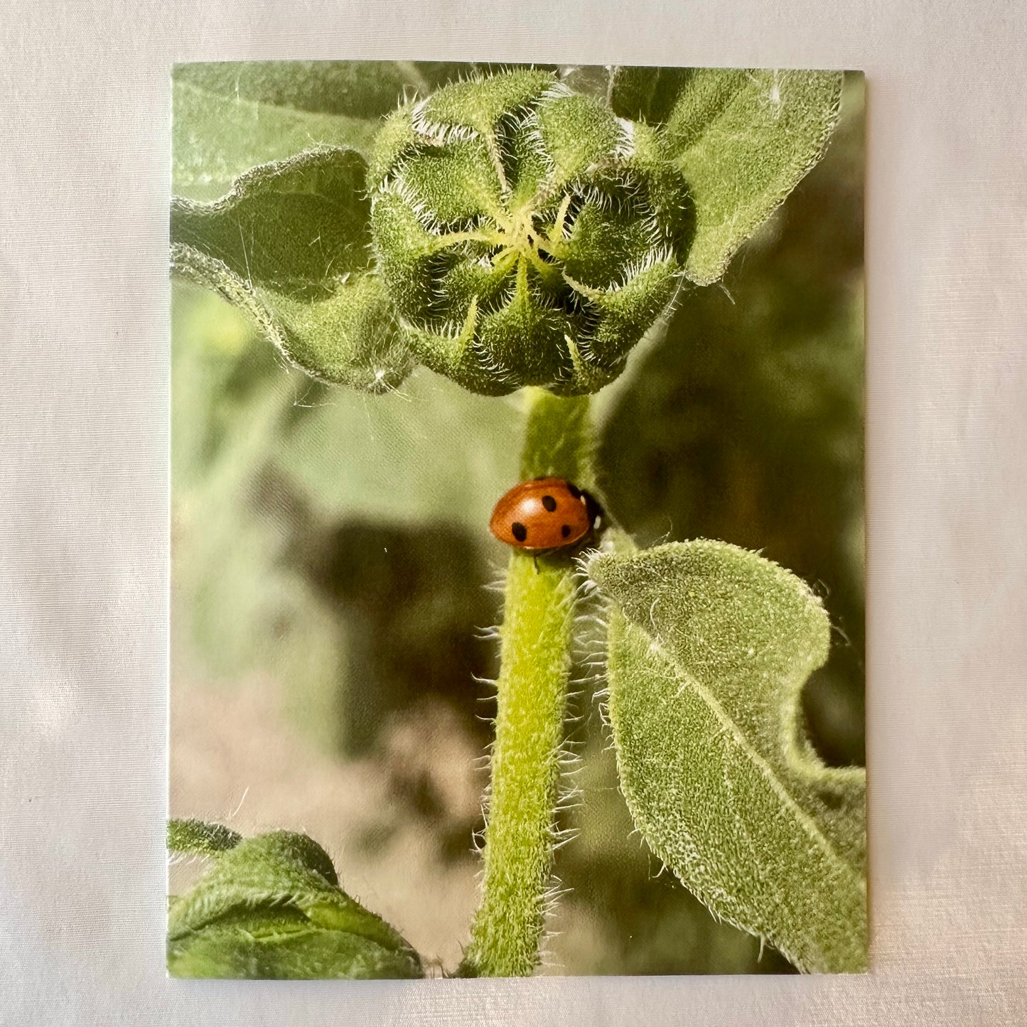 Ladybug On Sunflower Stem Greeting Card With White Envelope