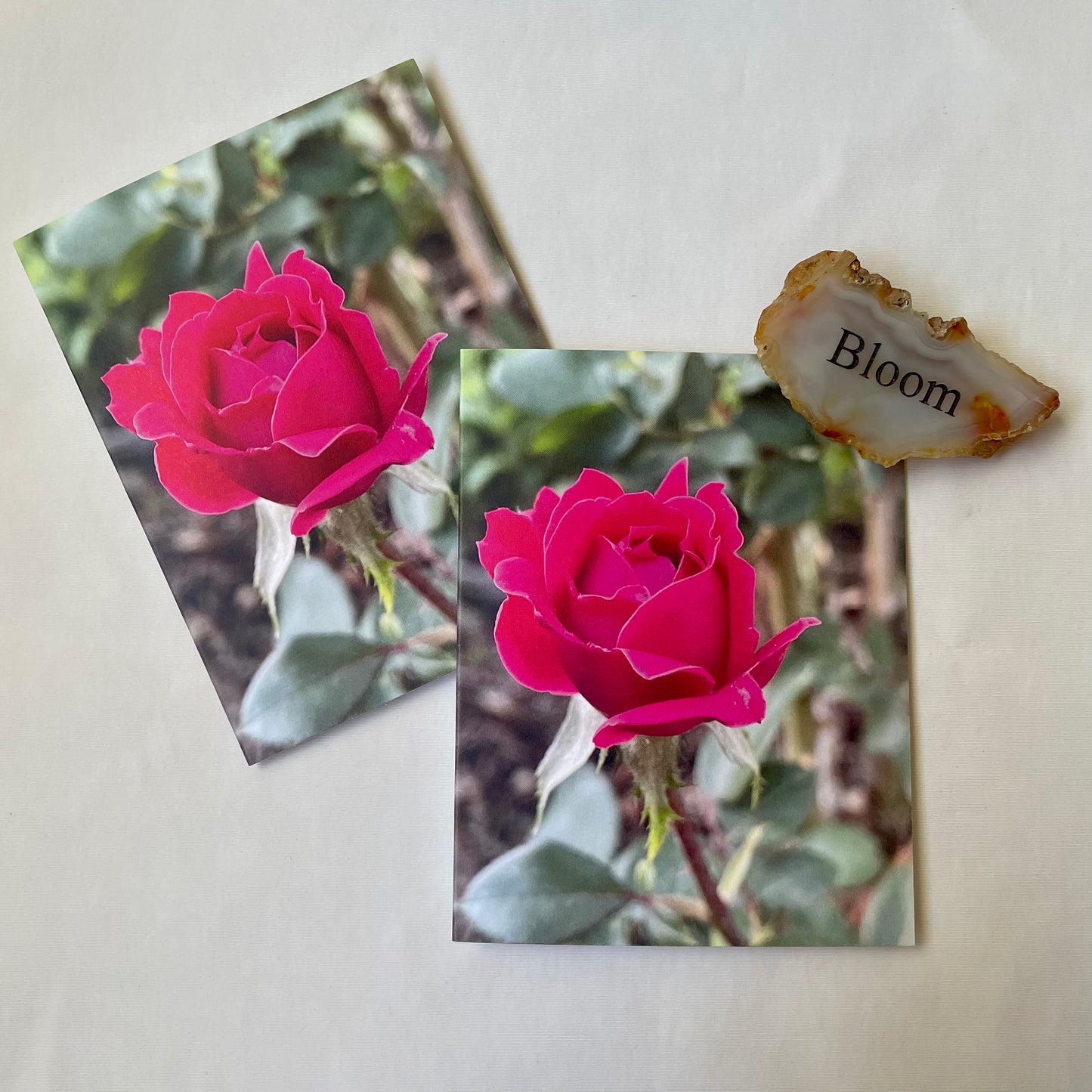 Mini Roses - Original Photography Greeting Card (s) with Kraft Envelope(s)