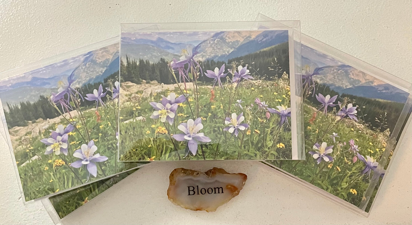 Set of 6 Colorado Columbines Boxed Original Photography Greeting Cards with White Envelopes