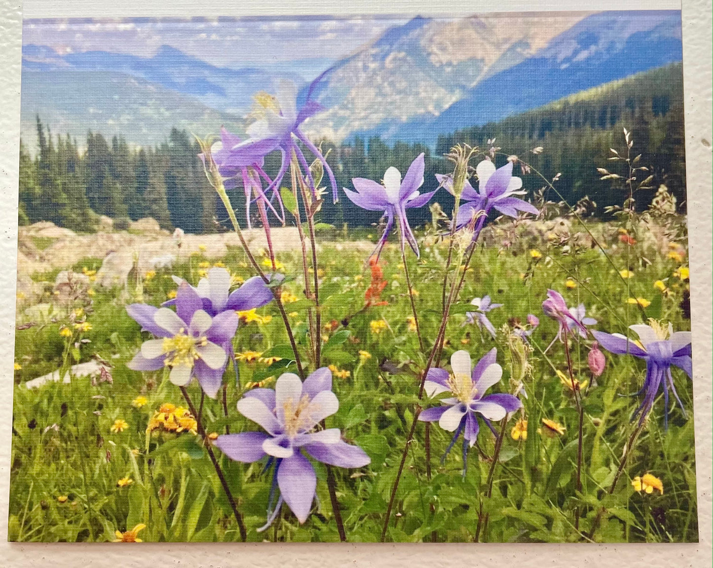 Set of 6 Colorado Columbines Boxed Original Photography Greeting Cards with White Envelopes